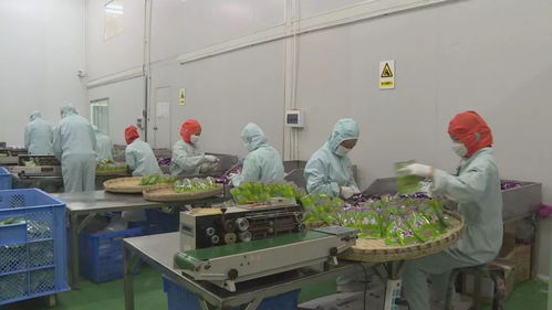 精準扶貧精準脫貧的大理實踐 系列報道之三 就業(yè)開辟增收路